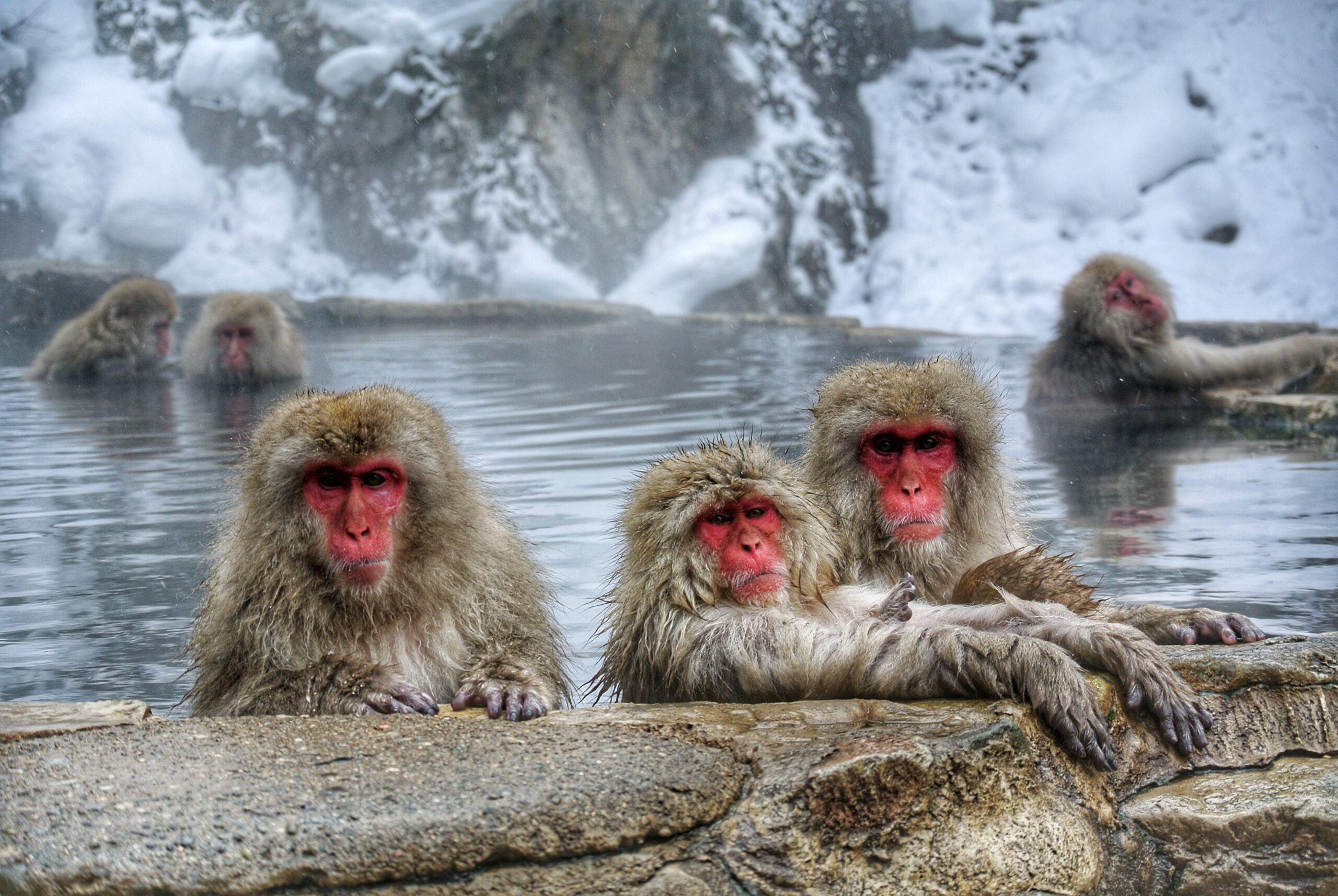 Snow Monkeys • Discovery Mountain